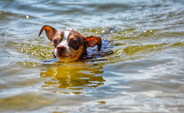 Votre premier pas en musculation : un programme conçu pour les débutants